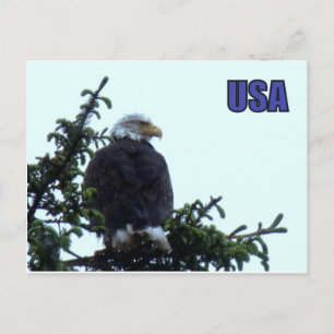 American Bald Eagle Postcard
