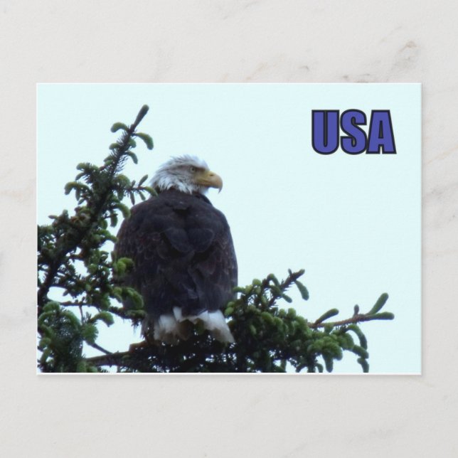 American Bald Eagle Postcard (Front)