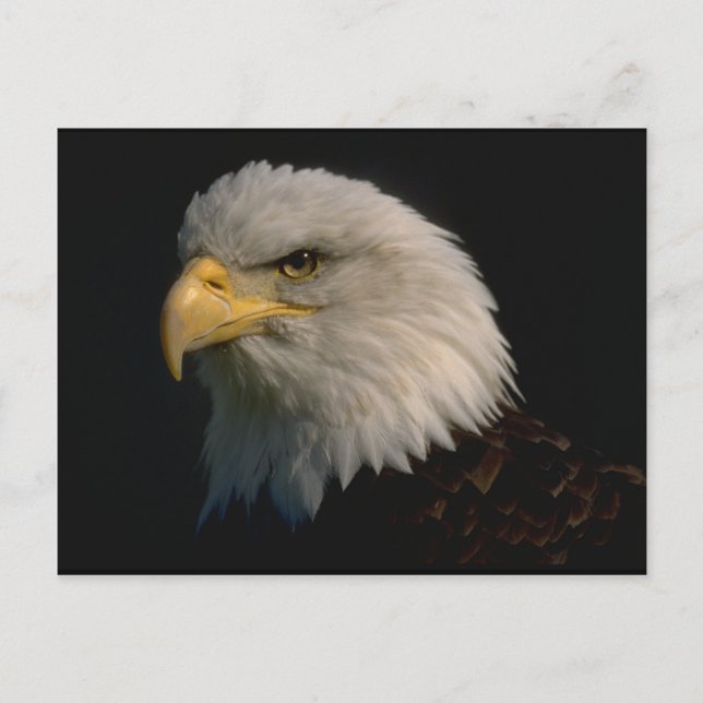 American Bald Eagle Postcard (Front)