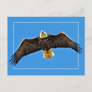 American Bald Eagle Postcard