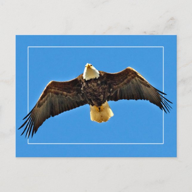 American Bald Eagle Postcard (Front)