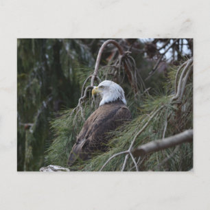 American Bald Eagle Postcard