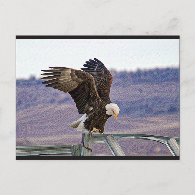 American Bald Eagle Postcard (Front)