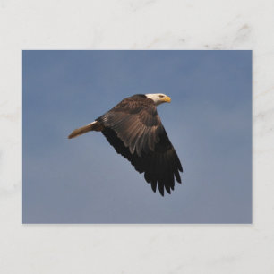 American Bald Eagle Postcard