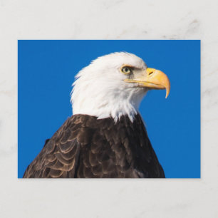 American Bald Eagle Postcard