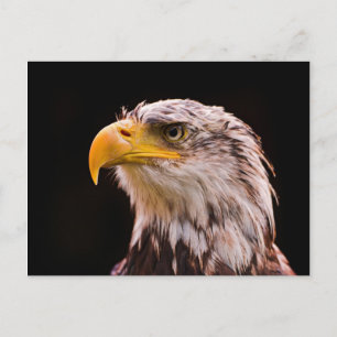 American Bald Eagle Postcard