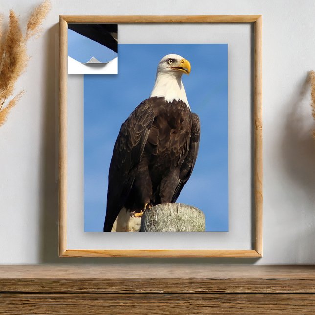 American Bald Eagle Poster (Creator Uploaded)