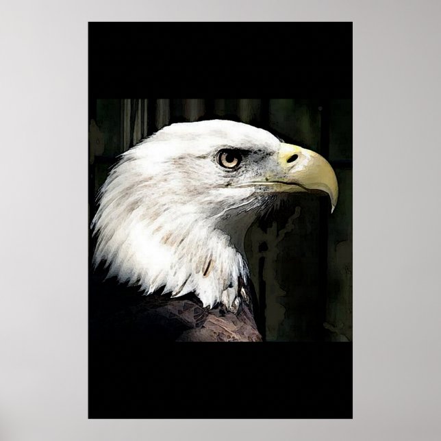 American Bald Eagle Poster Print Eagles Posters (Front)
