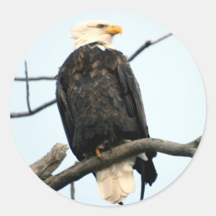American Bald Eagle Sticker