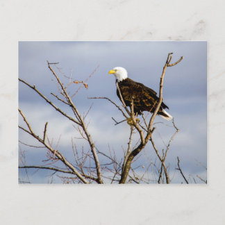 American Bald Eagle V Postcard