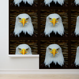 American Bald Eagle Wallpaper