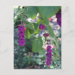 American Beautyberry # 1 Postcard