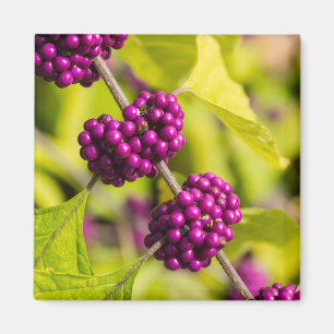 American Beautyberry Magnet