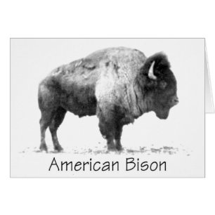 American Bison