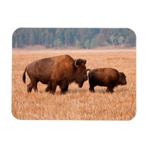 American Bison (Bison Bison) Cow And Calf Magnet