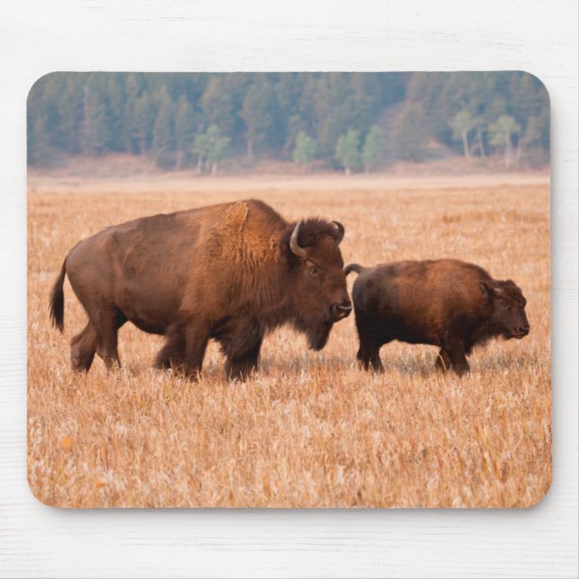 American Bison (Bison Bison) Cow And Calf Mouse Pad (Front)