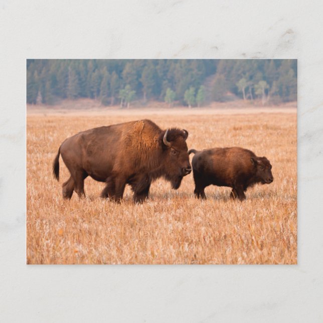 American Bison (Bison Bison) Cow And Calf Postcard (Front)