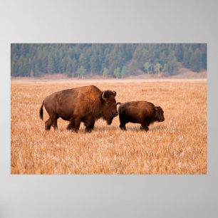American Bison (Bison Bison) Cow And Calf Poster