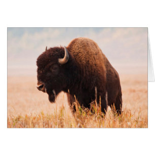 American Bison (Bison Bison) Herd In Teton 2
