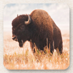American Bison (Bison Bison) Herd In Teton 2 Coaster