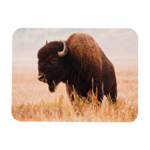 American Bison (Bison Bison) Herd In Teton 2 Magnet