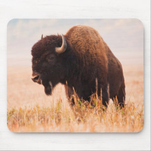American Bison (Bison Bison) Herd In Teton 2 Mouse Pad