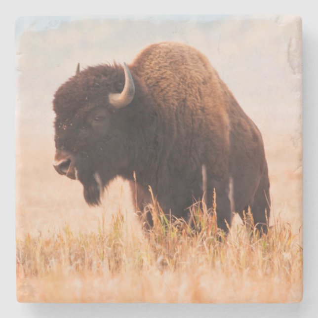 American Bison (Bison Bison) Herd In Teton 2 Stone Coaster (Front)