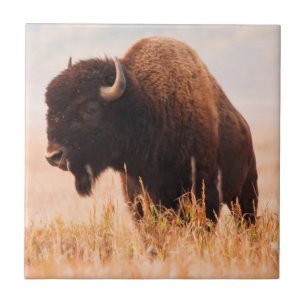 American Bison (Bison Bison) Herd In Teton 2 Tile