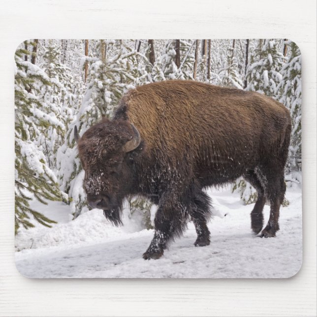 American Bison (Bison bison) Mouse Pad (Front)
