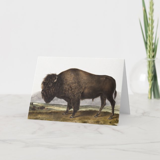 American Bison (Bos Americanus) Illustration Card (Front)