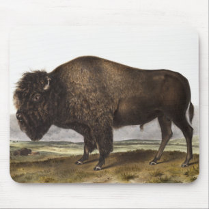 American Bison (Bos Americanus) Illustration Mouse Pad