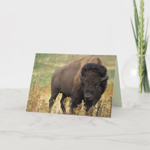 American Bison / Buffalo Birthday Card