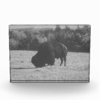 American Bison (Buffalo) Photo Block