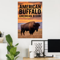 American bison Buffalo