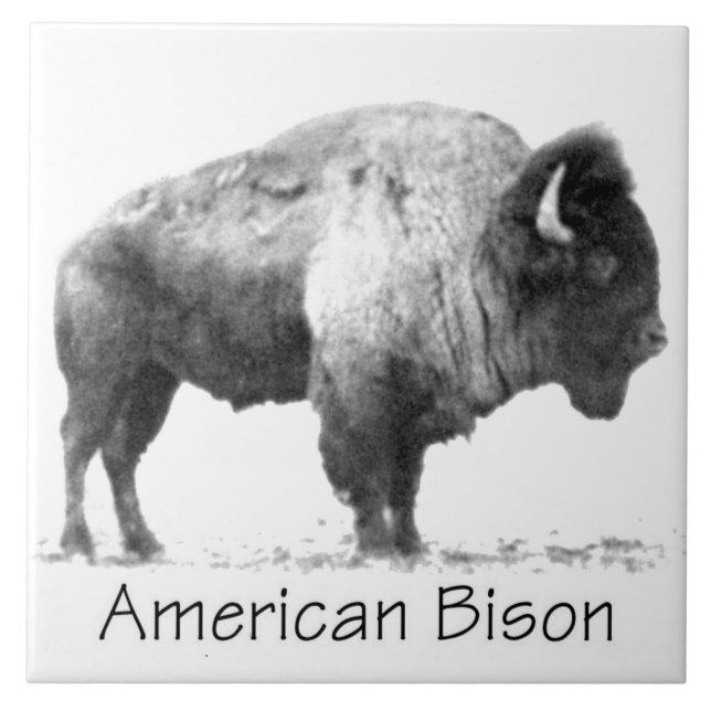 American Bison Ceramic Tile (Front)