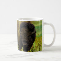 American Bison