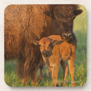 American Bison cow and calf, North Dakota Coaster