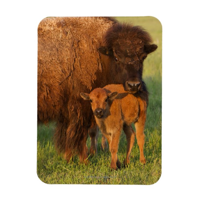 American Bison cow and calf, North Dakota Magnet (Vertical)