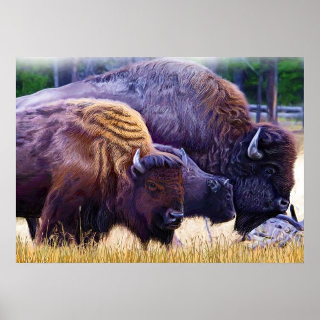American Bison Family Poster (Front)