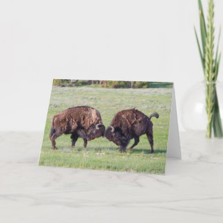 American Bison Folded Greeting Card