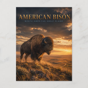 American Bison Great Plains ANIMALS Postcard