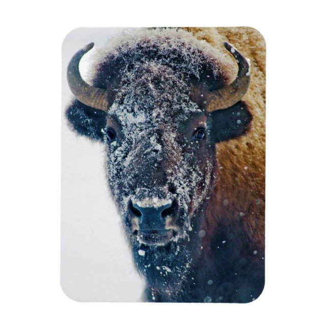 American Bison in Snow at Yellowstone NP Magnet (Vertical)