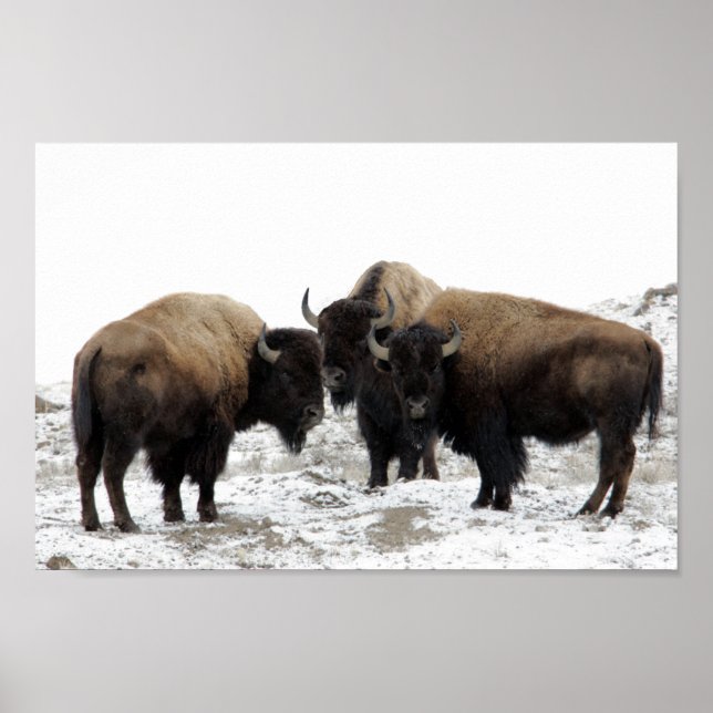American Bison in Winter Poster (Front)