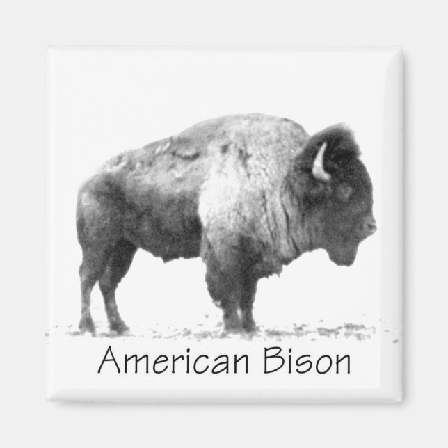 American Bison Magnet (Front)