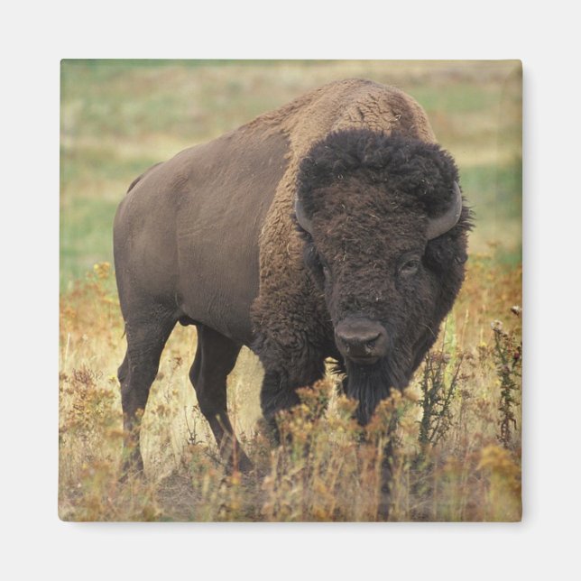 American Bison Magnet (Front)