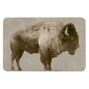 American Bison Magnet