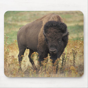 American bison mouse pad