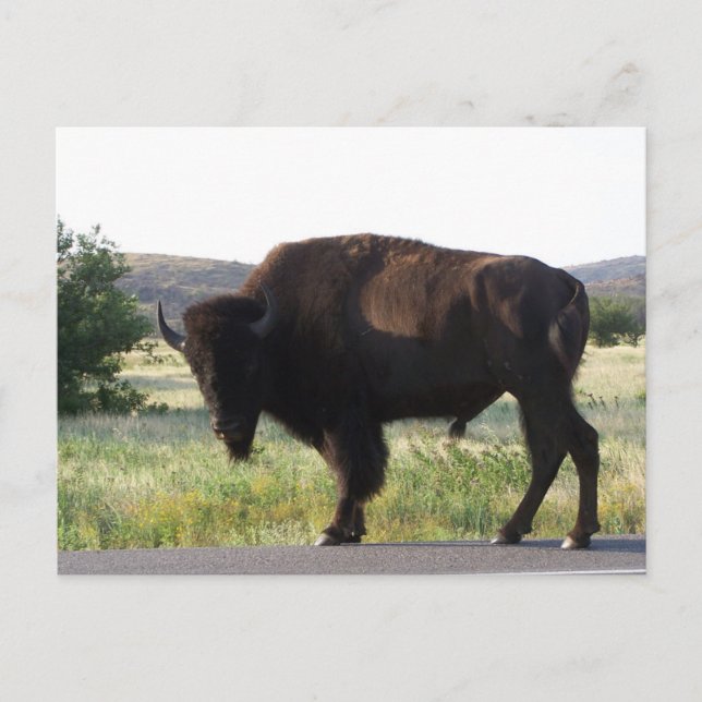 American Bison Oklahoma Postcard (Front)
