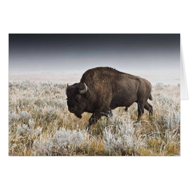 American Bison or Buffalo (Front Horizontal)