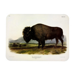 American Bison, or Buffalo (Bison bison) - Audubon Magnet